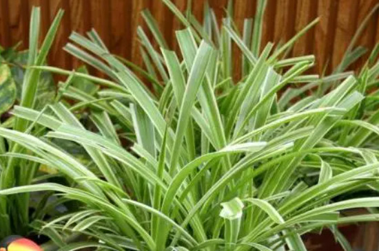 吊兰春天要全部剪掉吗