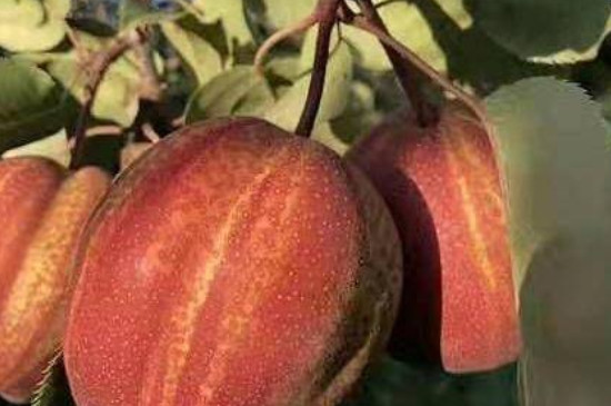 早酥红梨品种介绍