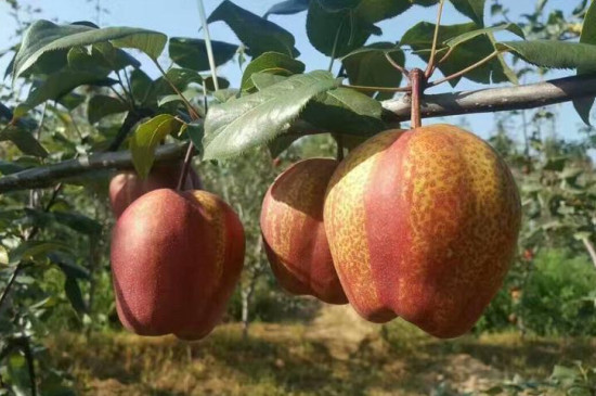 早酥红梨品种介绍