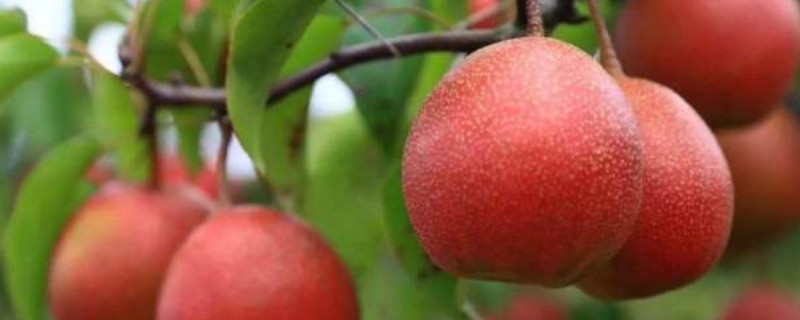 早酥红梨品种介绍