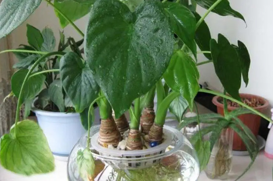 滴水观音的养殖方法和注意事项有哪些