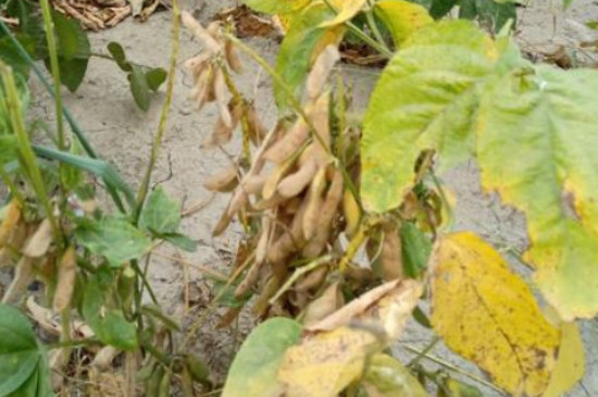 豌豆的叶子为什么变黄