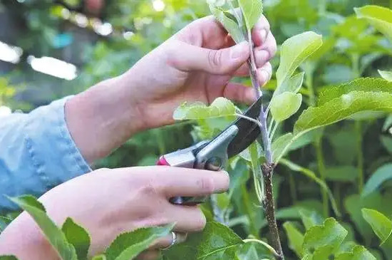 苹果树冬季修剪方法