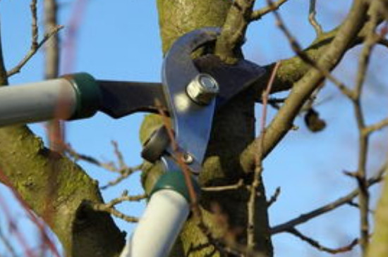 苹果树冬季修剪方法