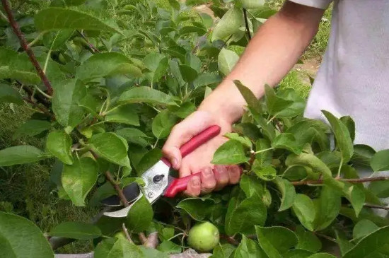 苹果树冬季修剪方法