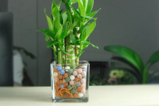 花瓶里养水竹子怎么养