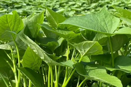 苕尖种植时间和方法