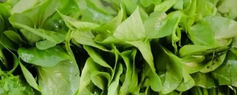 苕尖种植时间和方法