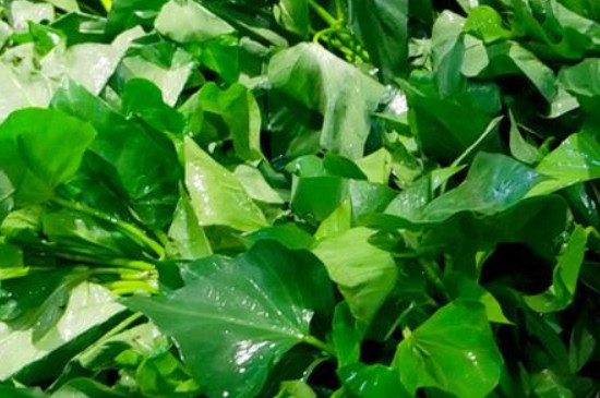 苕尖种植时间和方法