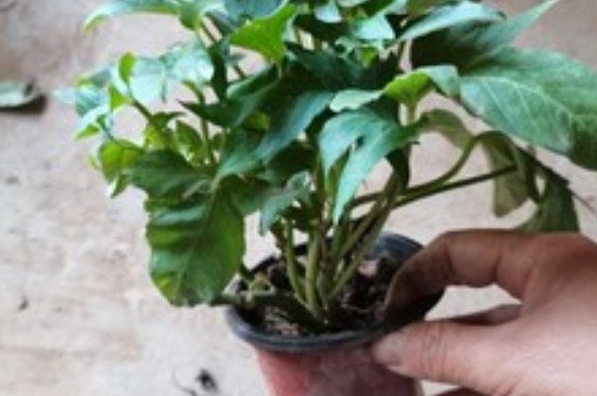 苕尖种植时间和方法