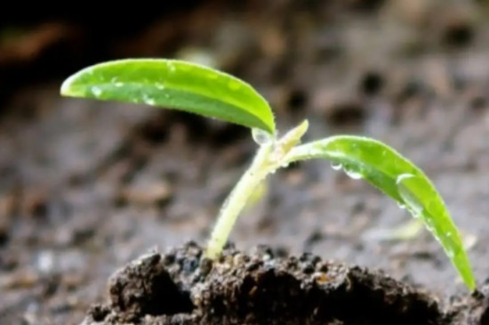 西红柿种子多久发芽