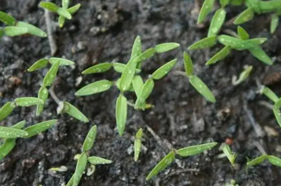 西红柿种子多久发芽