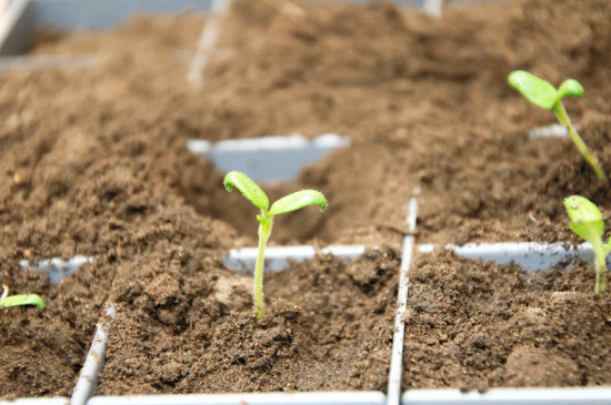 西红柿种子多久发芽