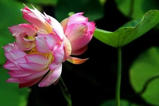 并蒂莲花的寓意是什么