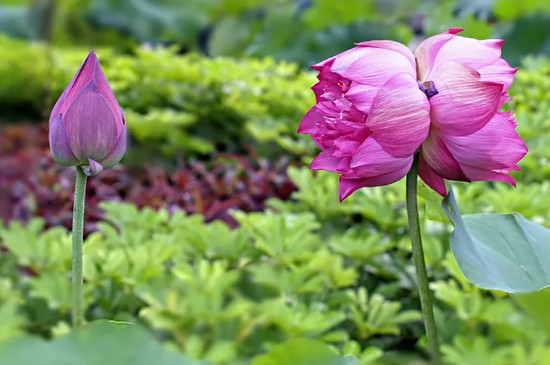 并蒂莲花的寓意是什么