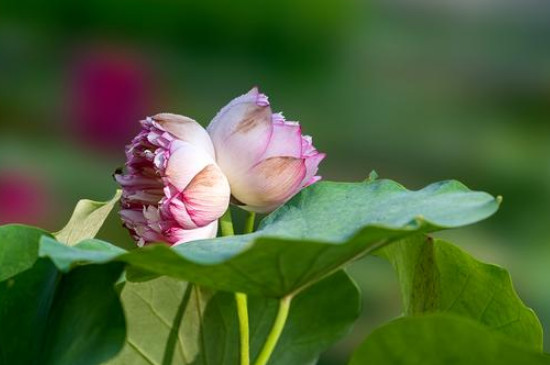 并蒂莲花的寓意是什么