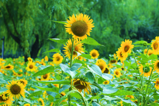 向日葵花代表的含义