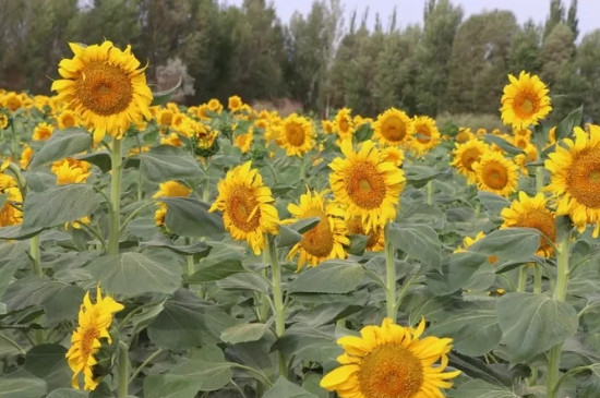 向日葵花代表的含义