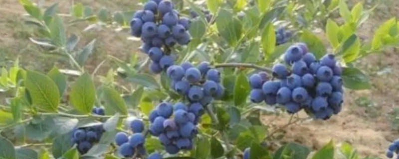 蓝莓耐寒最低多少度