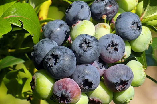 蓝莓耐寒最低多少度