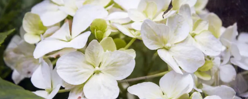 黄色绣球花的花语