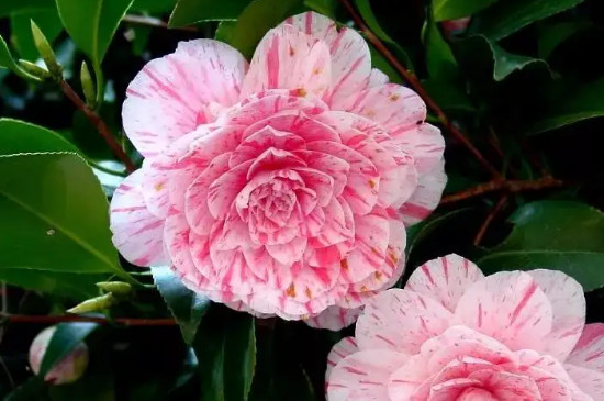 茶花最简单插扦水泡法