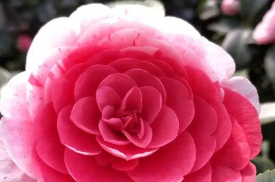 茶花最简单插扦水泡法