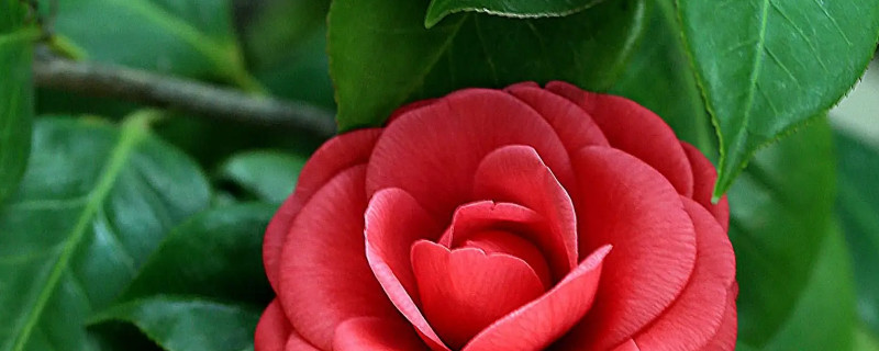 茶花最简单插扦水泡法