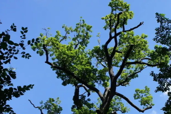 冬天修剪树木可以吗