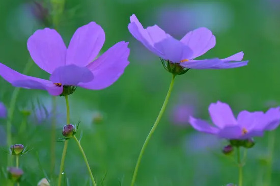 格桑花是什么意思,代表什么