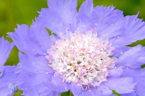 蓝盆花耐寒多少度