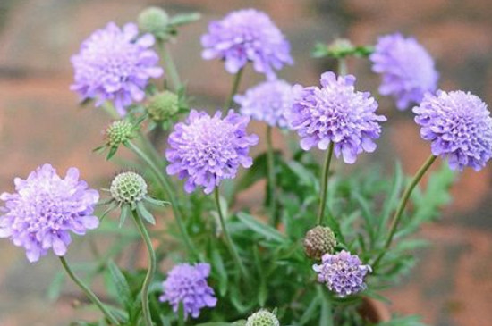 蓝盆花耐寒多少度