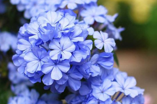 蓝盆花耐寒多少度