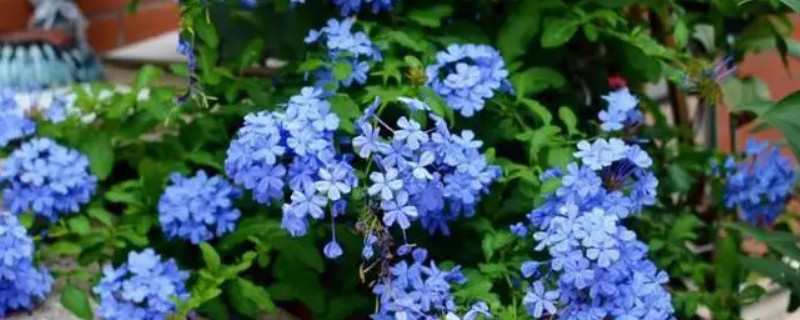 蓝盆花耐寒多少度