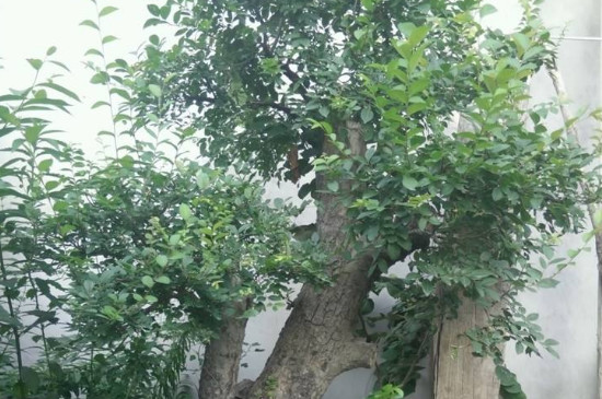 榆树的寓意和象征