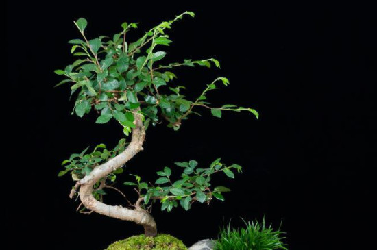 榆树的寓意和象征