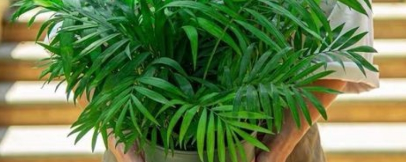 驱蚊竹适合室内养吗