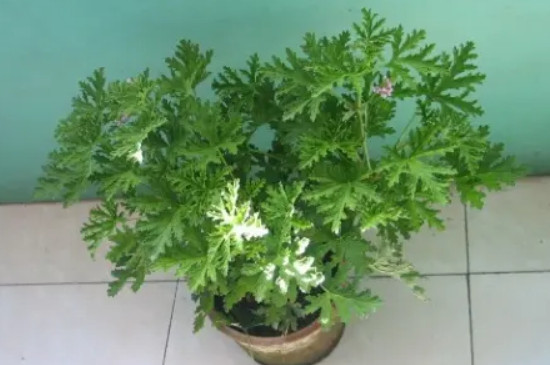 驱蚊竹适合室内养吗