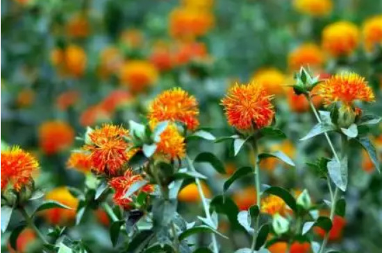 红花的种植时间和方法