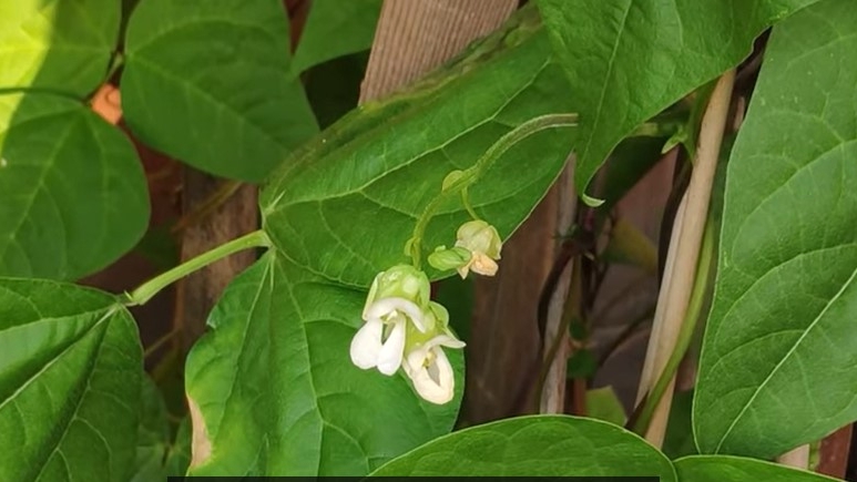 在豆角出苗或者移栽后,要尽量控水,有一个蹲苗过程,不干不浇。否则即使开花也会落花严重,导致果实不尽人意。(温村东哥视频截图)