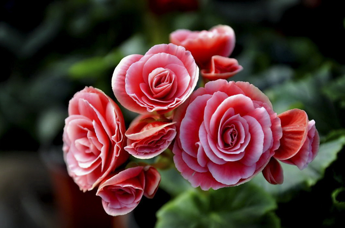 什么季节适合栽培丽格海棠,丽格海棠种植和播种的方法有哪些