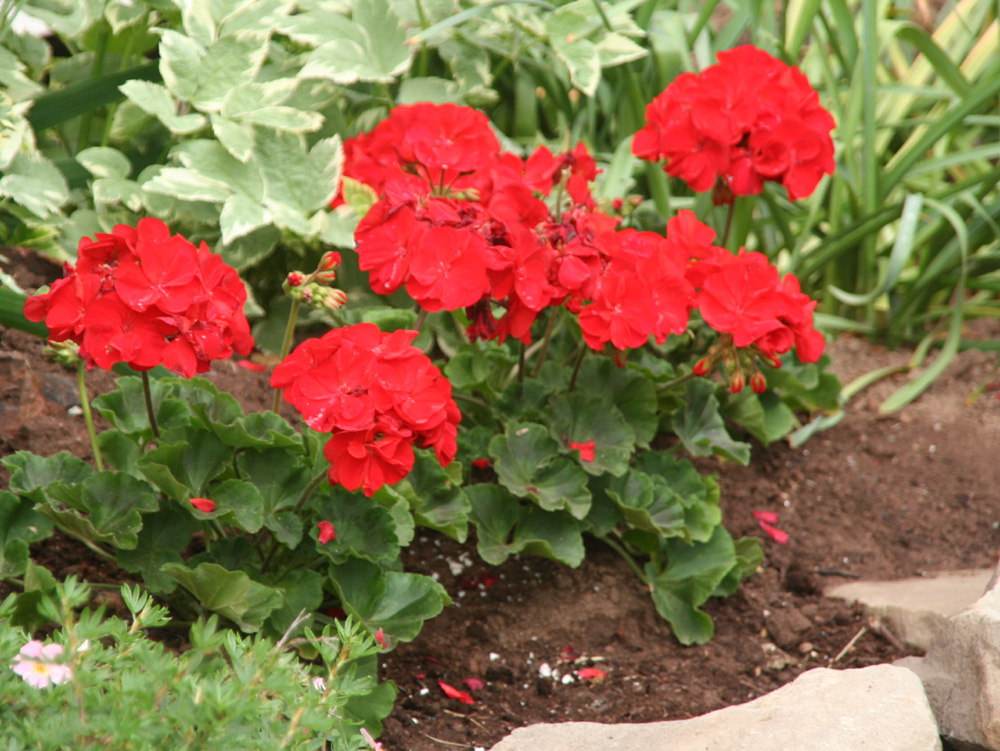 天竺葵扦插和播种的方法有哪些