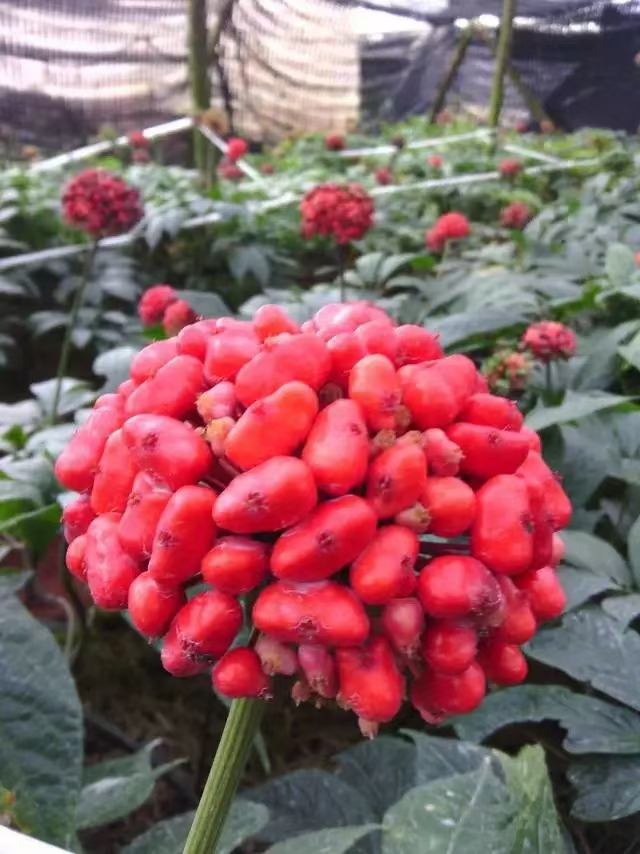 三七种子怎么种植?三七种子2023年多少钱一斤