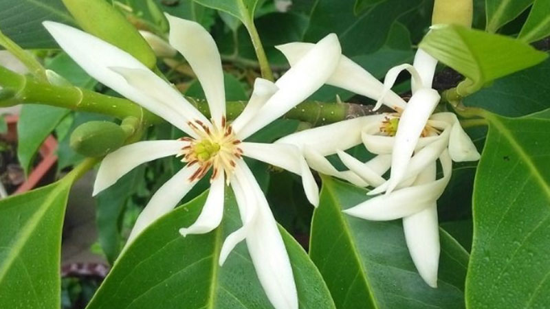 白兰秋季叶子变黄了怎么办,有哪些原因导致的