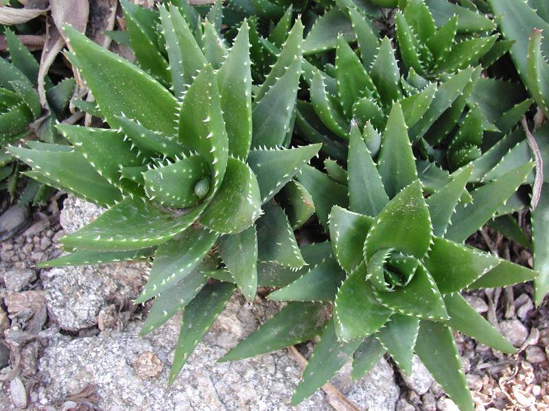 不夜城芦荟怎么进行修剪?