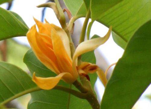 黄桷兰一年开花次数取决于哪些因素?