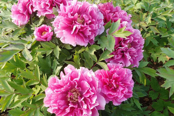 牡丹什么季节开花?牡丹花开时间