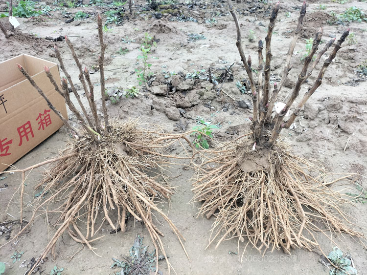 不知道真牡丹苗是怎样的,看这里!