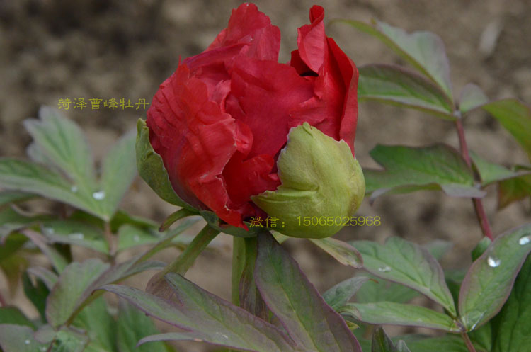 芳纪牡丹为什么贵