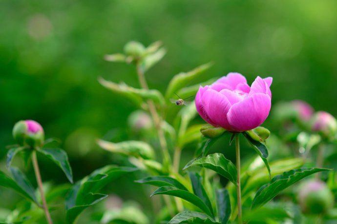 家庭插花:基本步骤与技巧